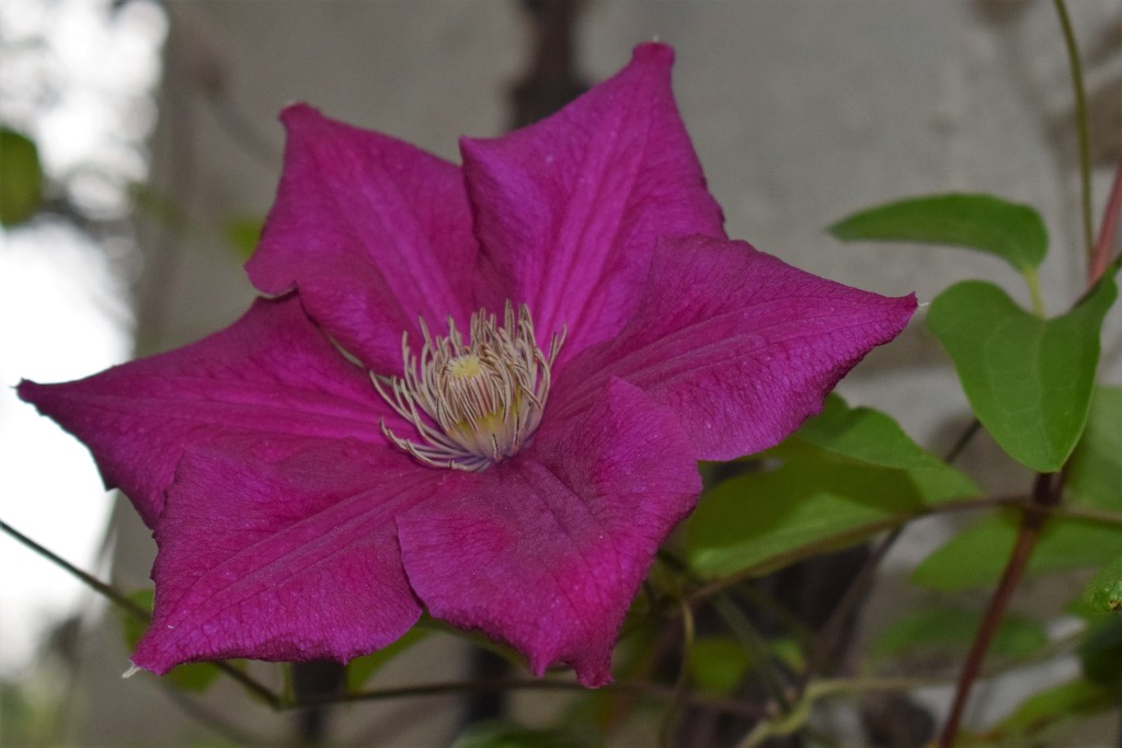 Clematis at Lambspun by sandlily