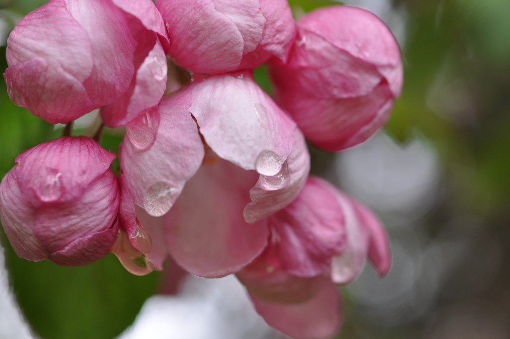 Crab Apple Blossoms by frantackaberry