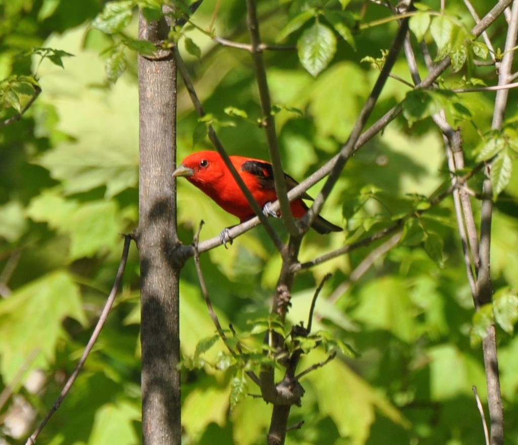Scarlet Tanager by frantackaberry