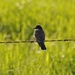 Eastern Kingbird by frantackaberry