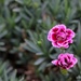 Dianthus by jamibann