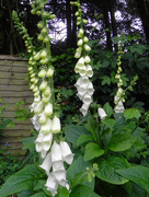 30th May 2017 - White foxgloves