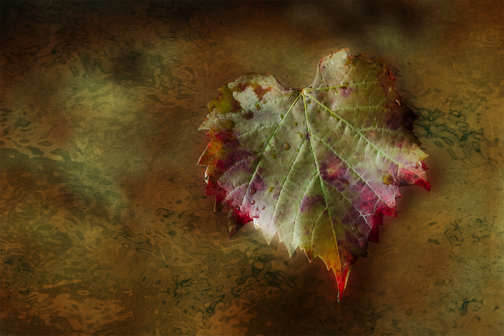Autumn Leaf by salza