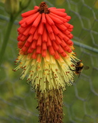31st May 2017 - Red hot poker and visitor