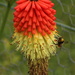 Red hot poker and visitor by busylady