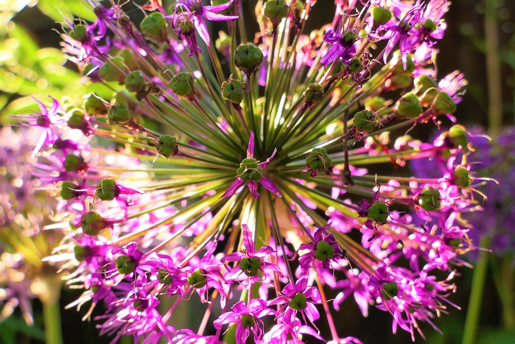Journey to the centre of an Allium by carole_sandford