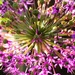 Journey to the centre of an Allium by carole_sandford