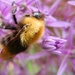 DSCN0704 bee with fur on the back by marijbar