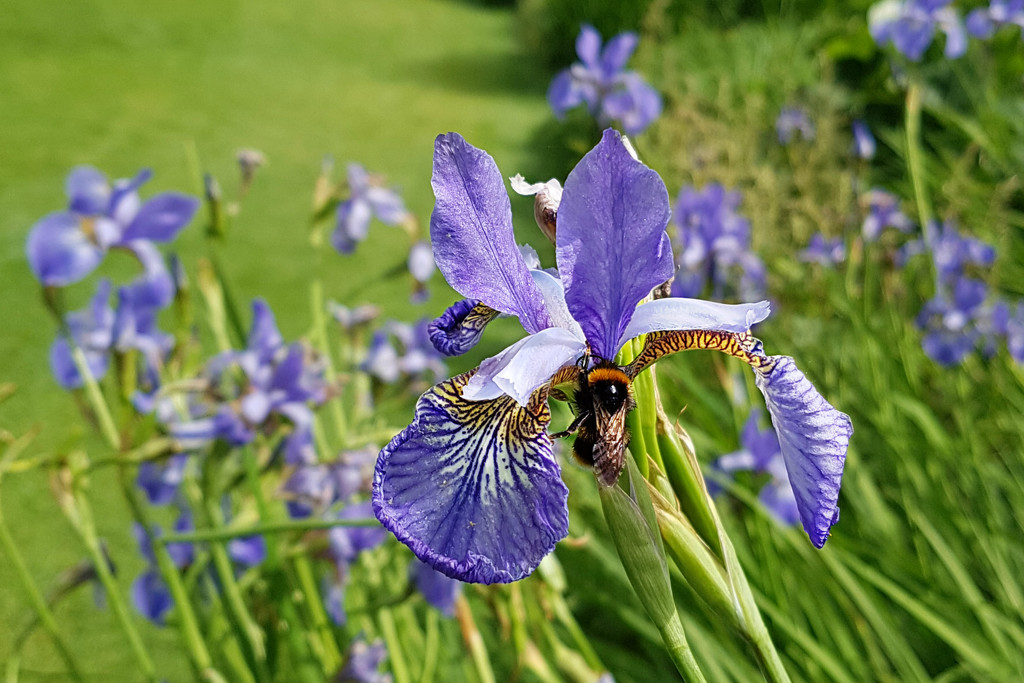 Bee on Iris by kimcrisp