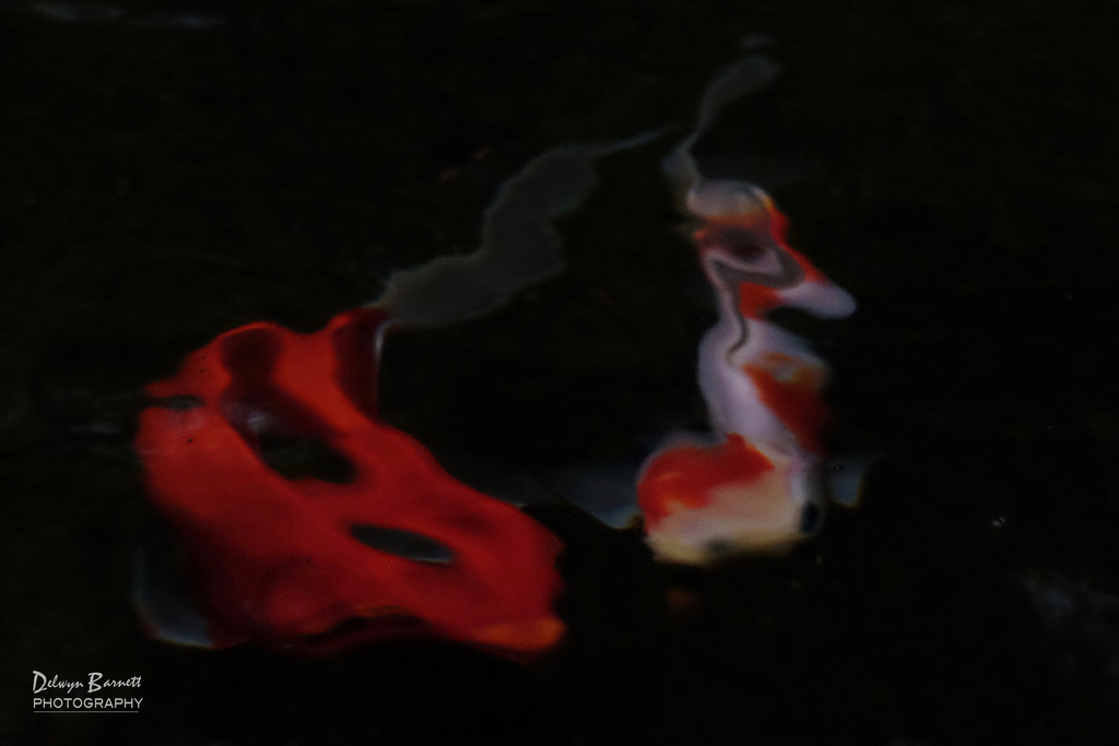 Abstract goldfish by dkbarnett