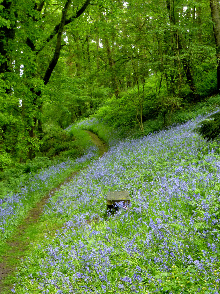 The bluebells in the azured wood... by snowy