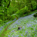 The bluebells in the azured wood... by snowy