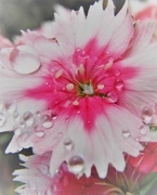 31st May 2017 - Drenched Dianthus