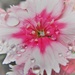 Drenched Dianthus by daisymiller
