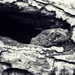 Toad in a Hole by juliedduncan