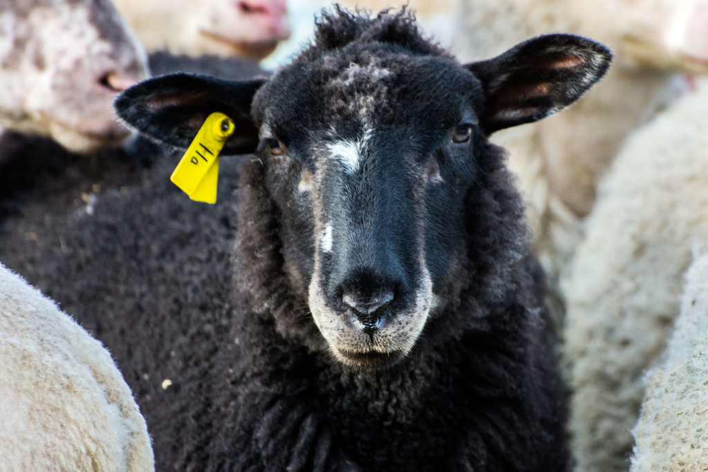 Black Sheep of the Family by farmreporter