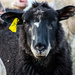 Black Sheep of the Family by farmreporter