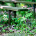 A Trillium by the Benches Portrait by rminer