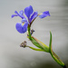 Blue Iris  by rminer