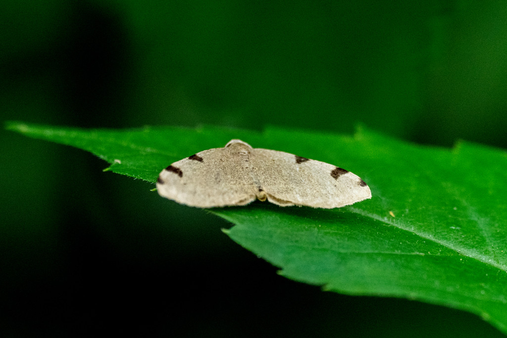 Brown Moth by rminer