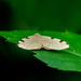Brown Moth by rminer