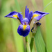 Blue Iris by rminer