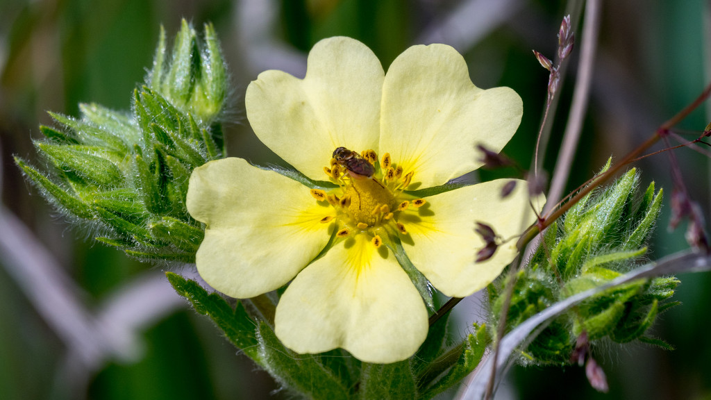 Yellow Wildflower  by rminer