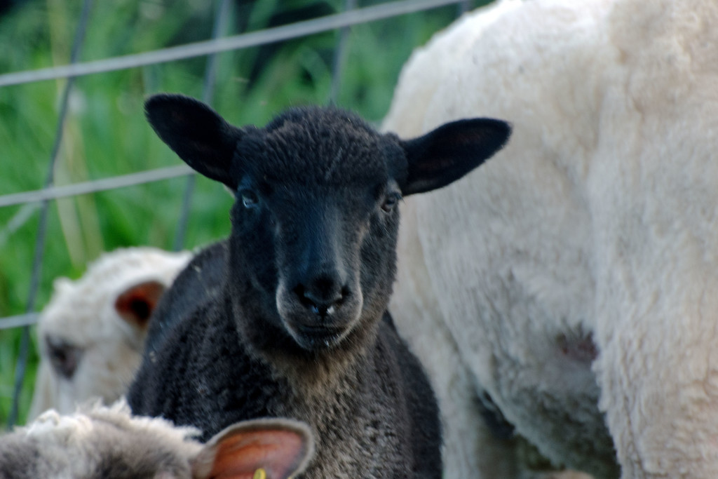 Second Black Lamb  by farmreporter