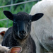 Second Black Lamb  by farmreporter