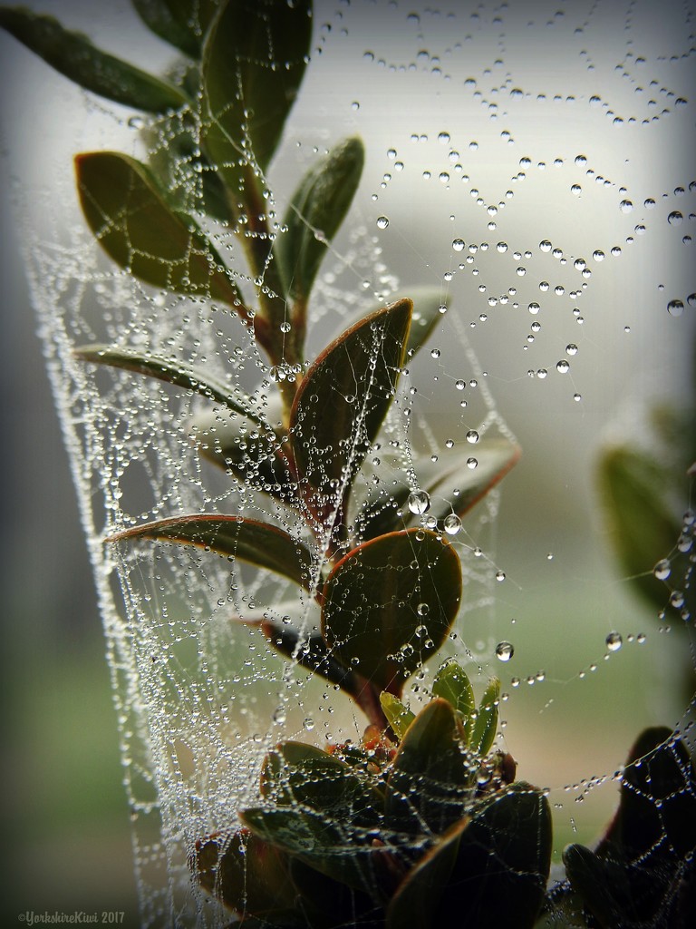 Webs and Dew by yorkshirekiwi