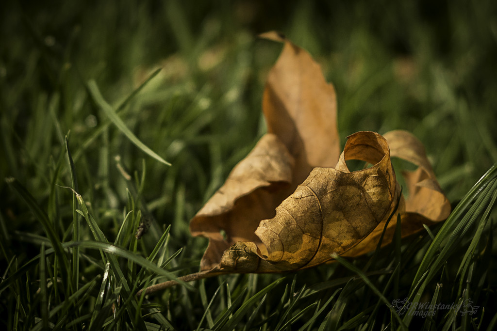 Day 151 Withered leaf by kipper1951