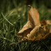 Day 151 Withered leaf by kipper1951