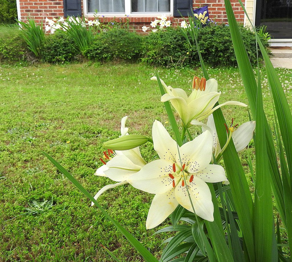 Yard of Lilies! by homeschoolmom
