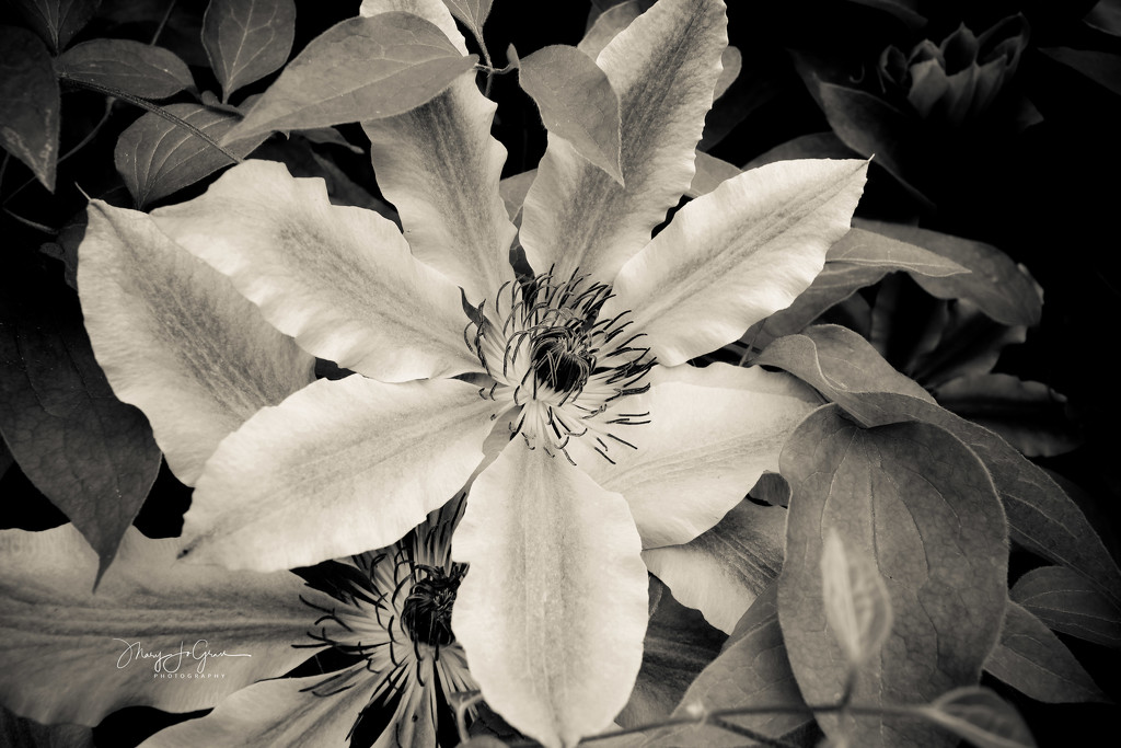 ~Clematis~ by crowfan