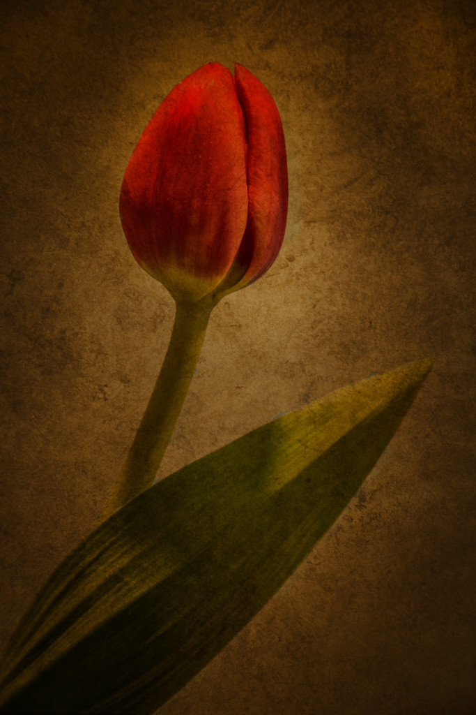 The Tulip by helenw2