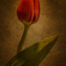 The Tulip by helenw2