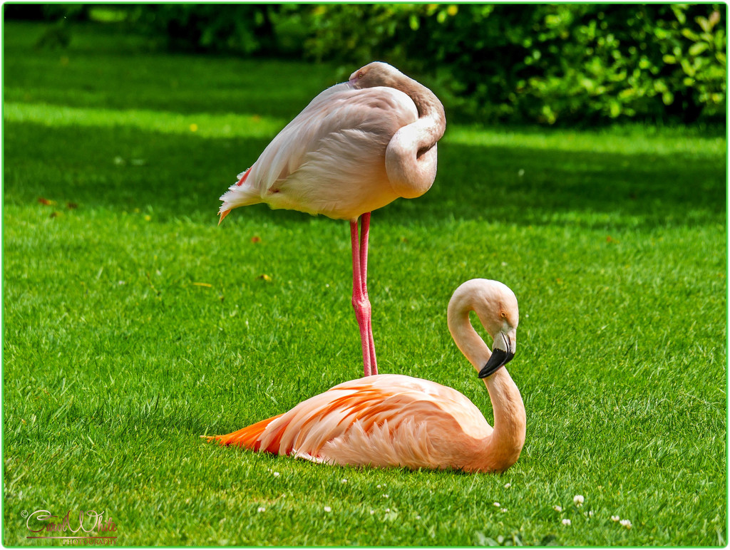 Sleeping Flamingoes by carolmw