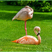 Sleeping Flamingoes by carolmw