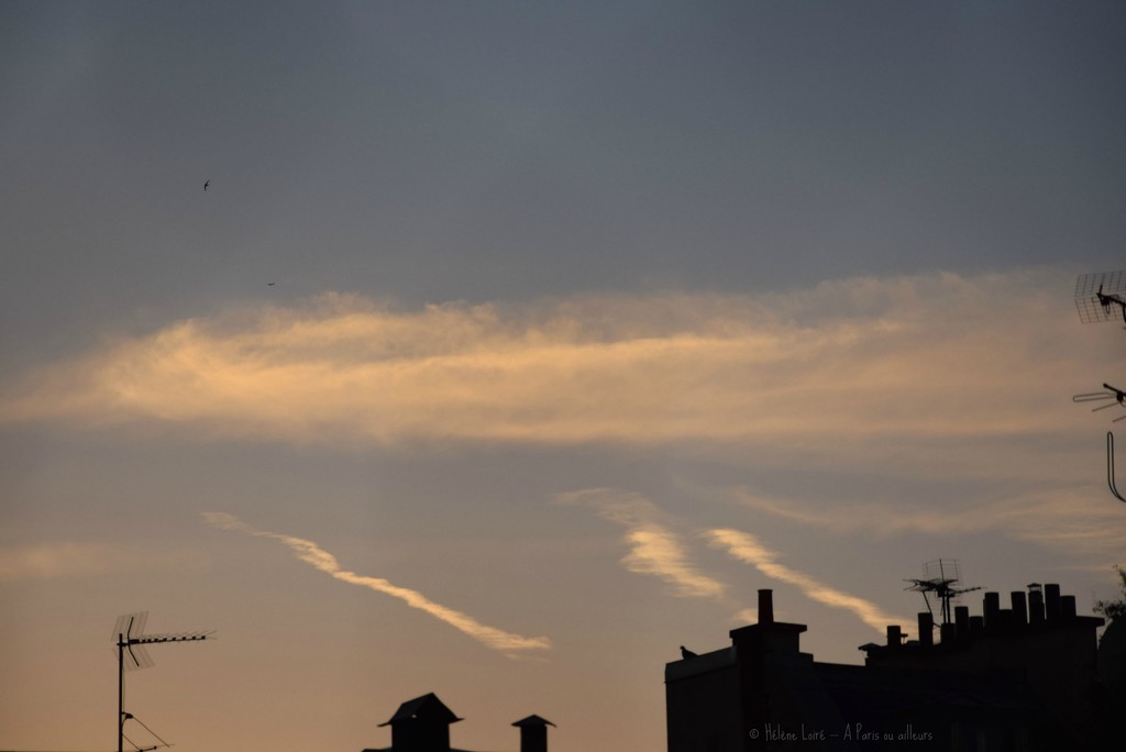 Pigeon enjoying the Parisian sunset by parisouailleurs
