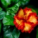 Flaming Hibiscus by rminer