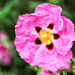 Cistus - Rock Rose - pink by pamknowler