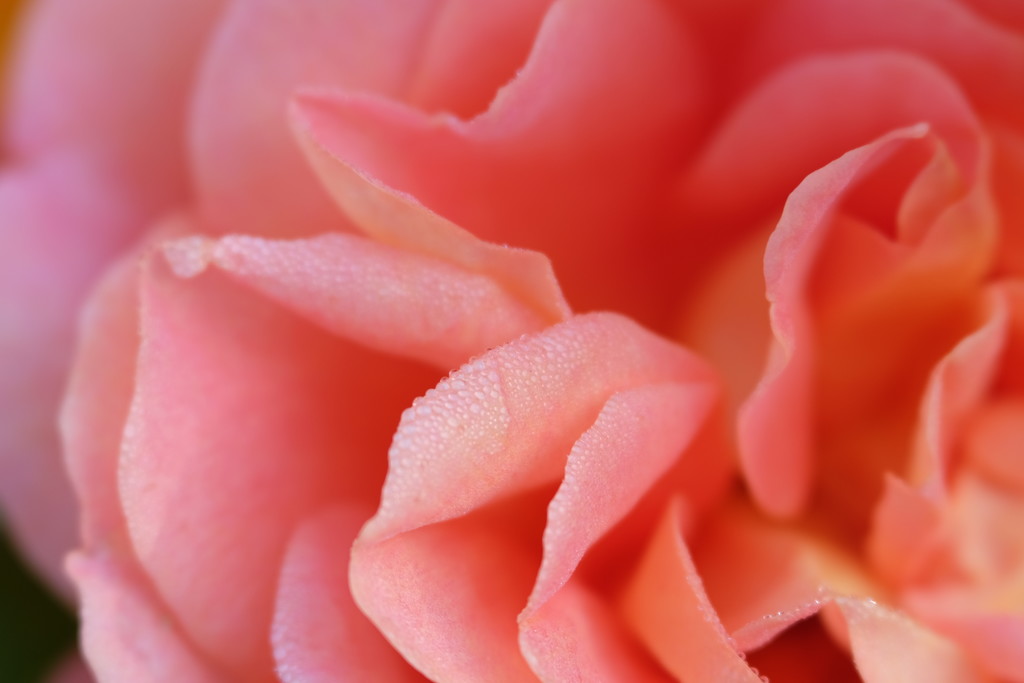 Rose Petals by mattjcuk