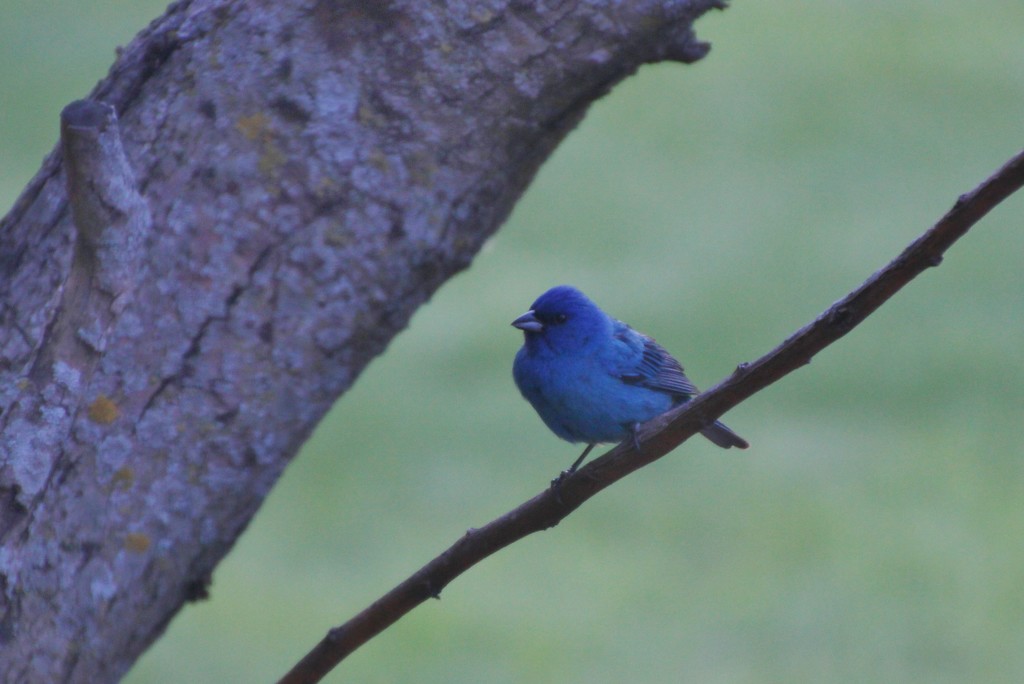 Indigo Bunting by bjchipman