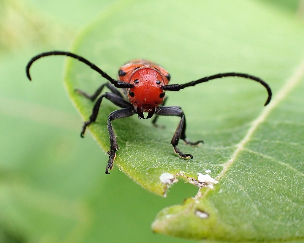 Bug Face by cjwhite