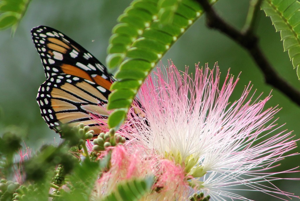 Mimosa and Monarch by cjwhite