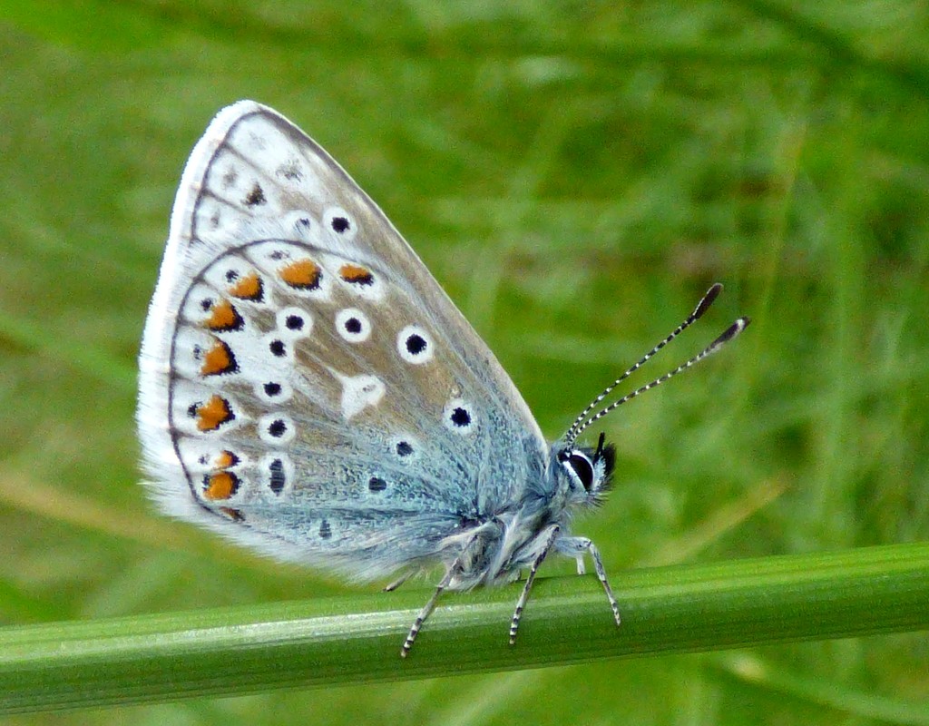 Common blue  - Polyommatus icarus by julienne1