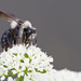 Andrena Cineraria by philhendry