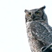 Great Horned Owl by kareenking