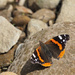 Red Admiral by philhendry