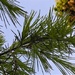 DSCN0623 branch from pinetree by marijbar